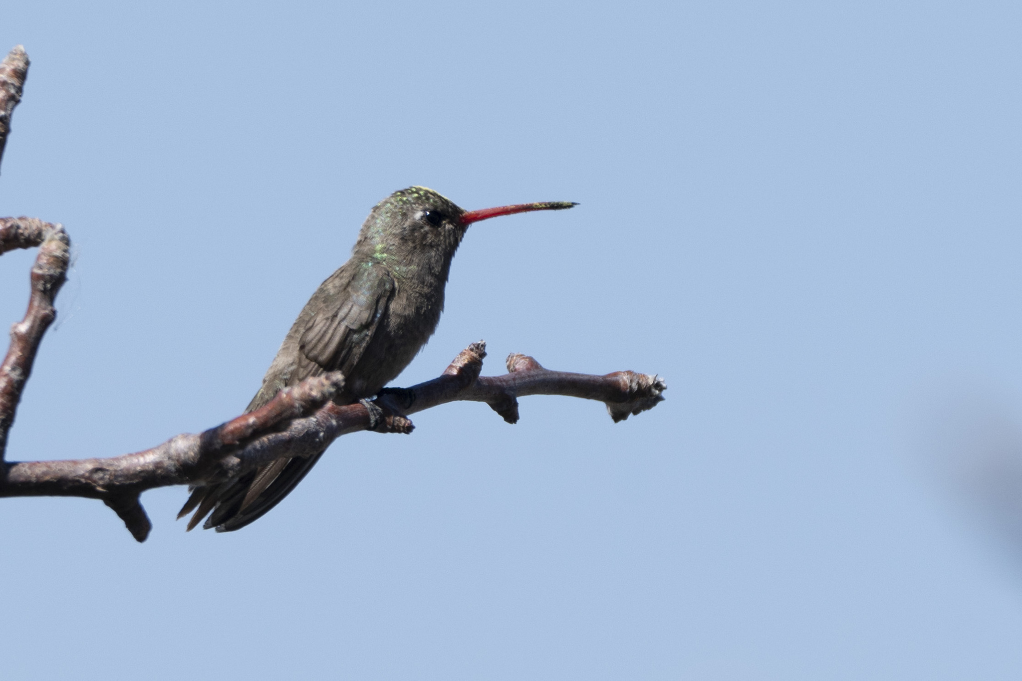 Dusky Hummingbird (Phaeoptila sordida), photo 3