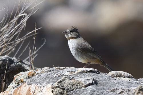 White-throated Towhee (Melozone albicollis), photo 8