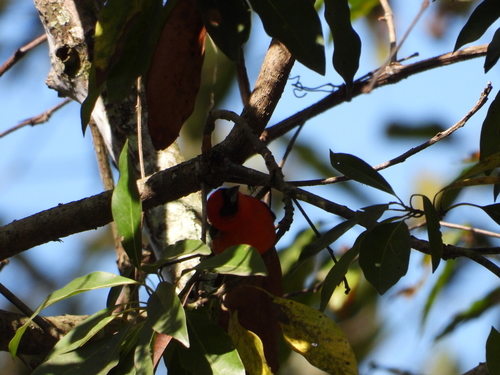 White-winged Tanager (Piranga leucoptera), photo 10