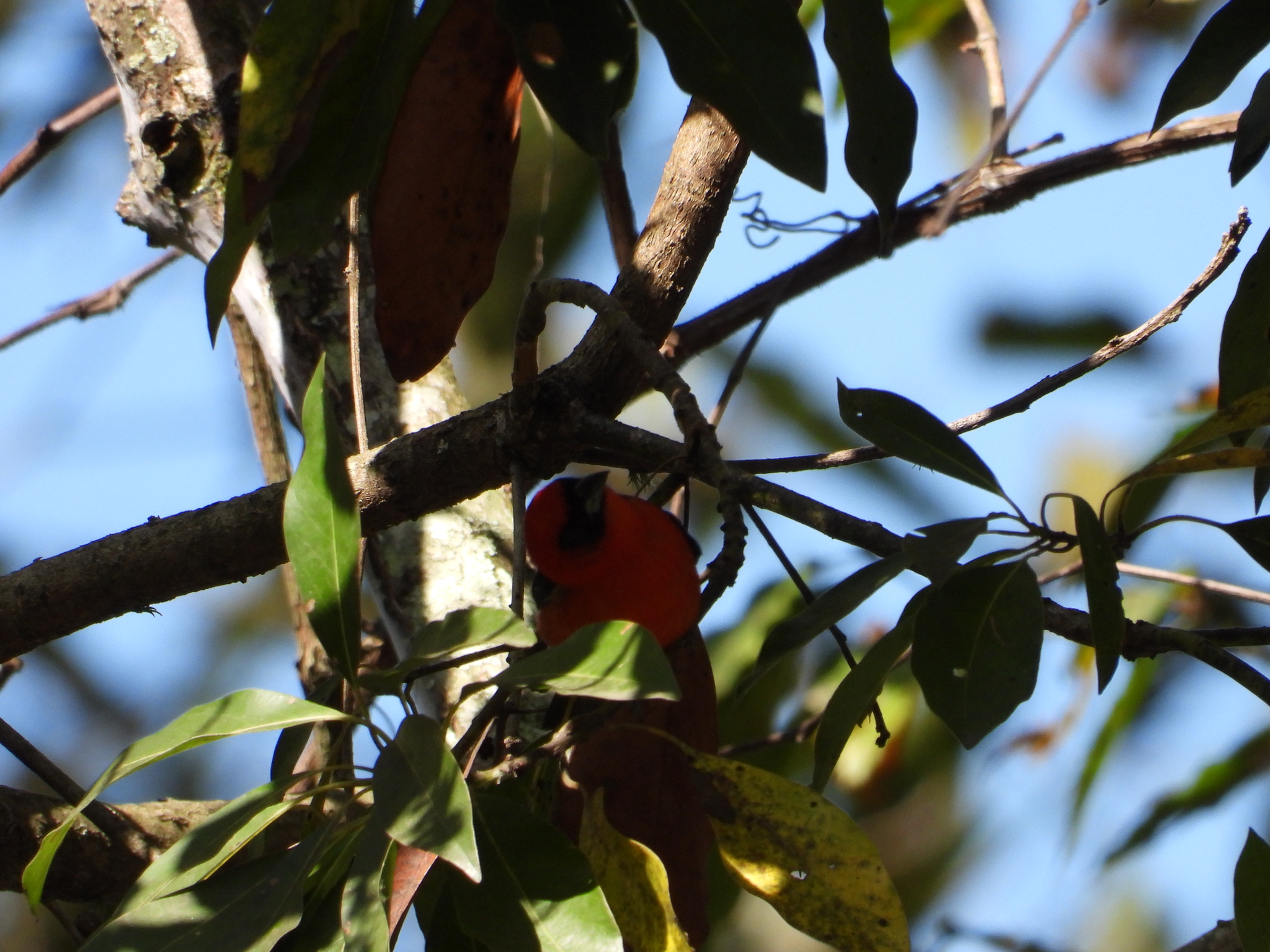 White-winged Tanager illustration