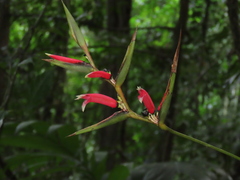 Heliconia metallica