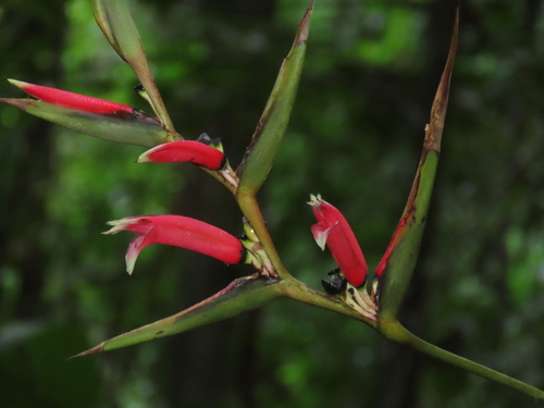Heliconia metallica
