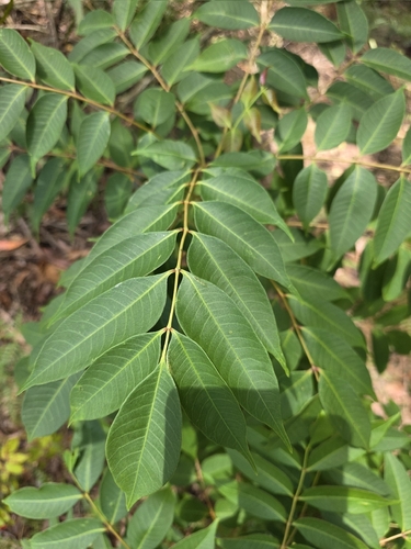 Toona sinensis