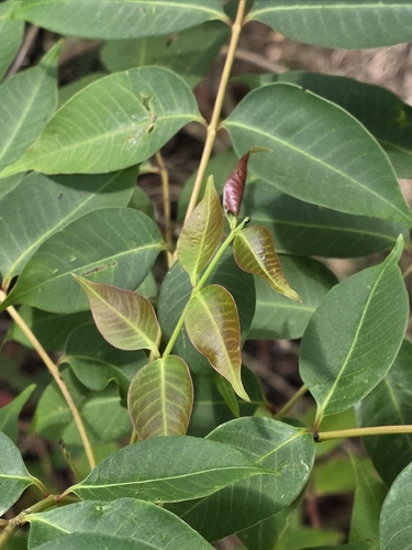 Toona sinensis