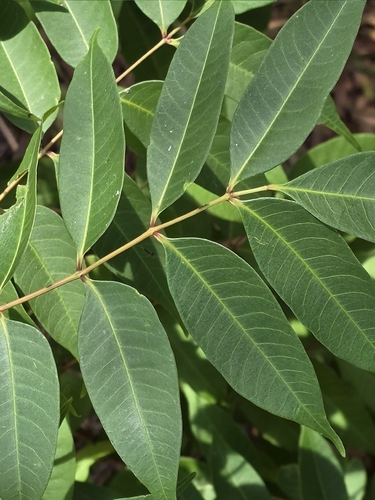 Toona sinensis
