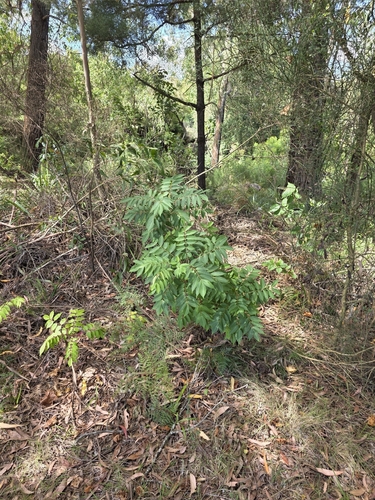 Toona sinensis