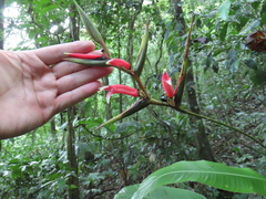 Heliconia metallica