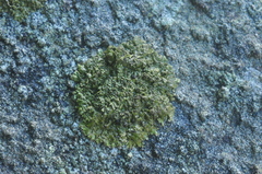Xanthoparmelia verruculifera