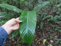 Heliconia metallica