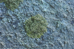Xanthoparmelia verruculifera