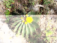 Ferocactus echidne victoriensis
