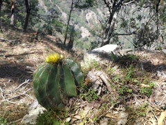 Ferocactus echidne victoriensis