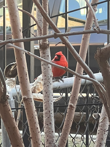 Northern Cardinal