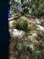 Ferocactus echidne victoriensis