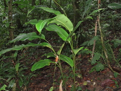 Heliconia metallica