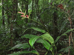 Heliconia metallica