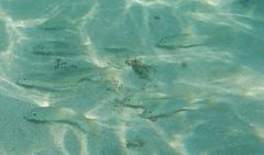 Mulloidichthys dentatus