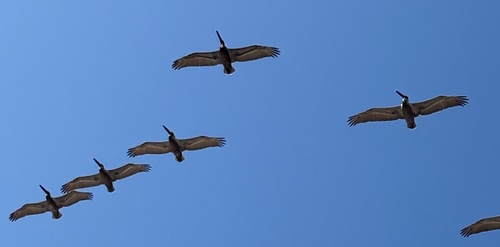 Brown Pelican