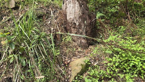 black-fruit saw-sedge (Gahnia melanocarpa)