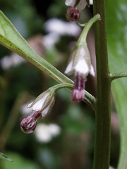 Lysimachia decurrens