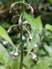 Lysimachia decurrens