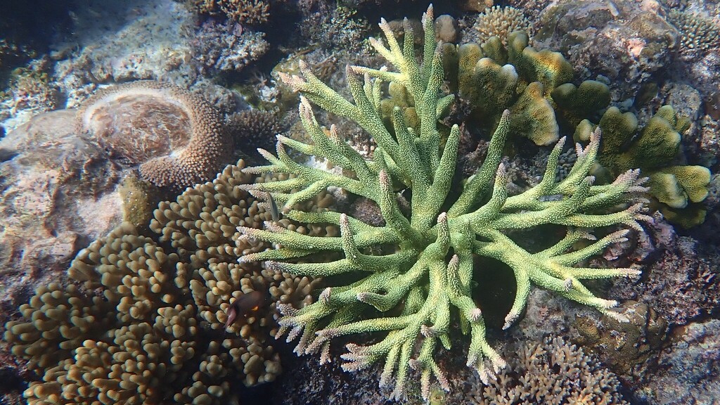 Acropora robusta