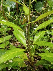 Lysimachia decurrens