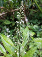 Lysimachia decurrens