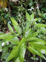 Lysimachia decurrens