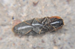 Conoderus xysticus