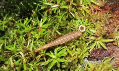 Brachypodella subtilis
