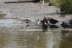 Erythrogonys cinctus