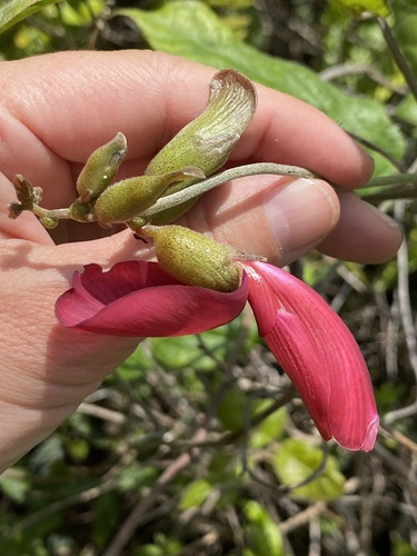 Canavalia hawaiiensis observed 2026-02-24