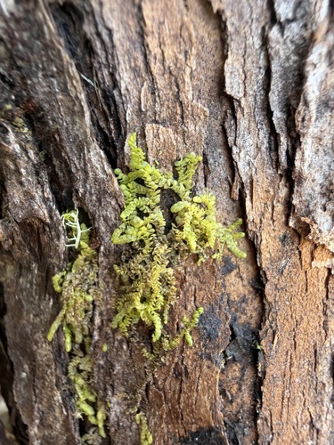Radula cavifolia observed 2026-02-26
