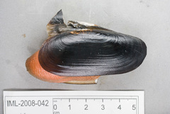 Cyrtodaria siliqua image
