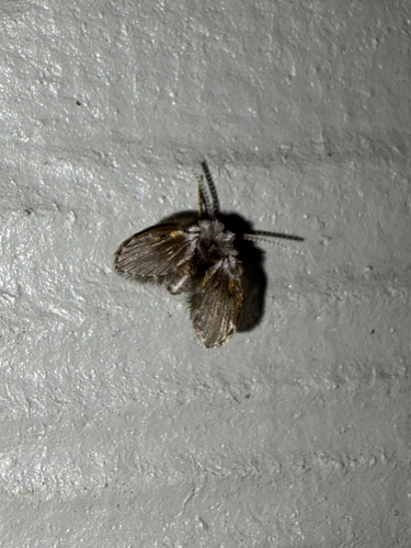 Unknown species found near Krupski Loop, Lookout Mountain, GA, US