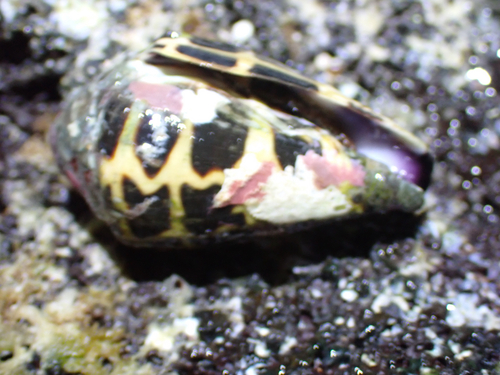 Conus ebraeus observed 2026-01-29