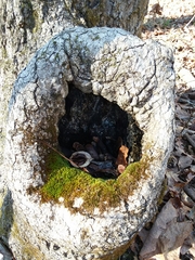 Anacamptodon splachnoides
