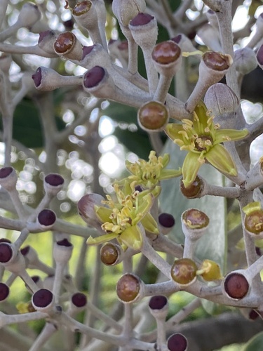 Polyscias hawaiensis observed 2026-02-25