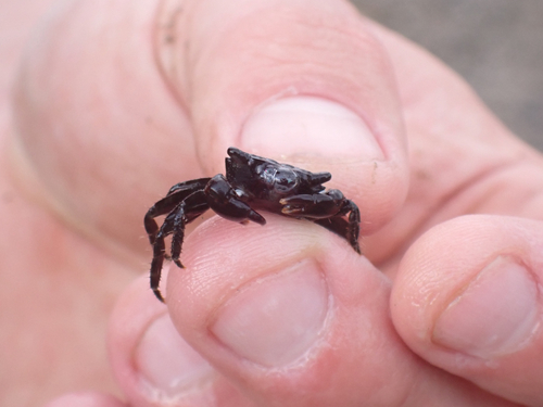 Pachygrapsus planifrons observed 2025-02-28