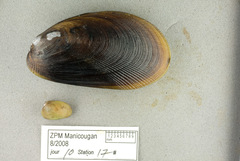 Musculus niger
