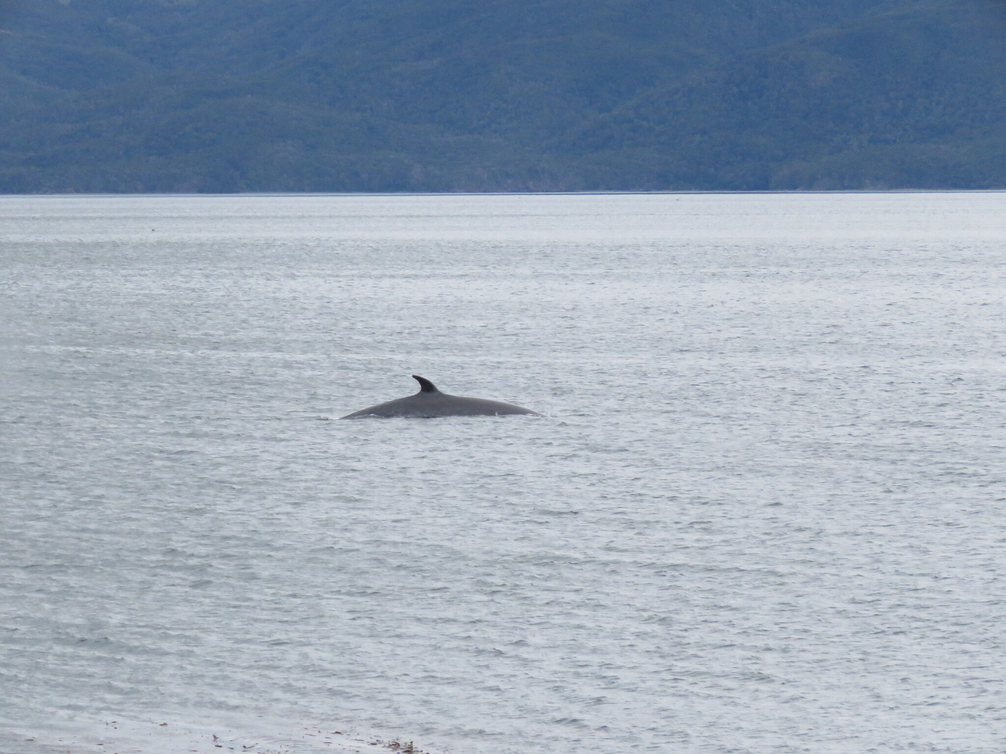 Balaenoptera bonaerensis