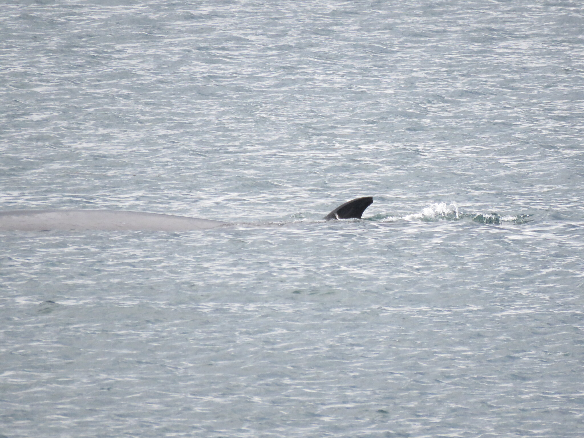 Balaenoptera borealis