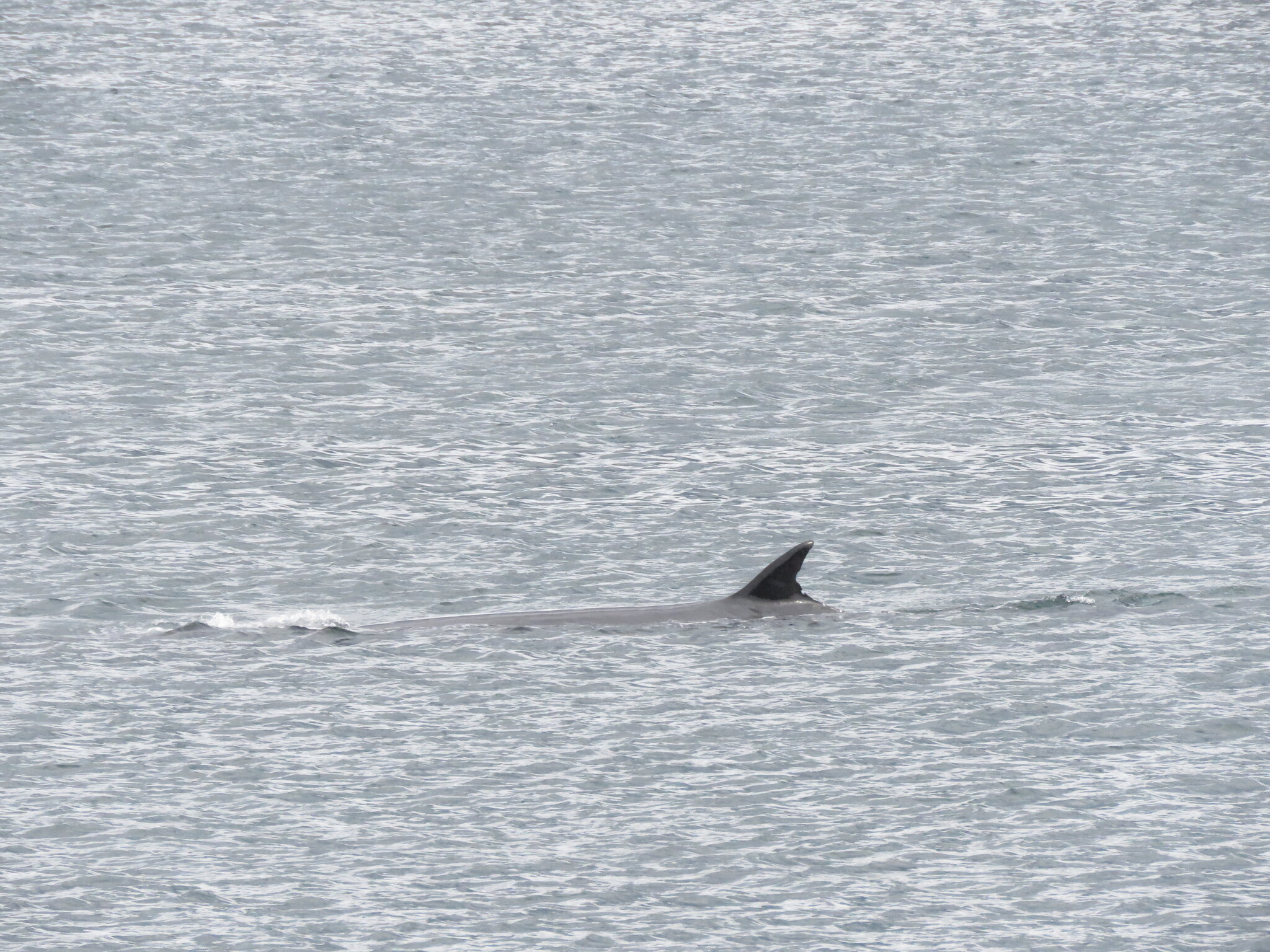 Balaenoptera borealis