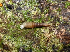 Brachypodella subtilis