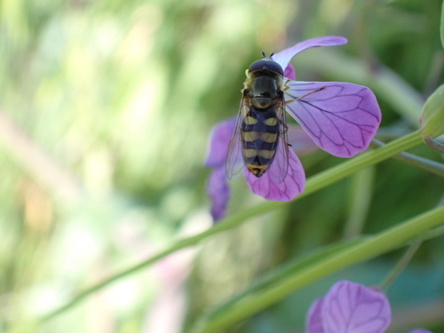 Unknown species found near Sunnyvale, CA, USA