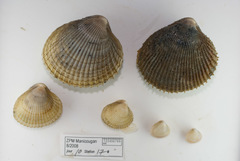 Ciliatocardium ciliatum