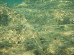 Abudefduf declivifrons