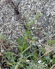 Cryptantha decipiens