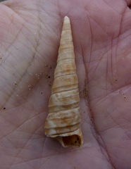 Turritella cooperi